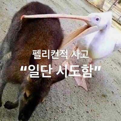 펠리컨적 사고